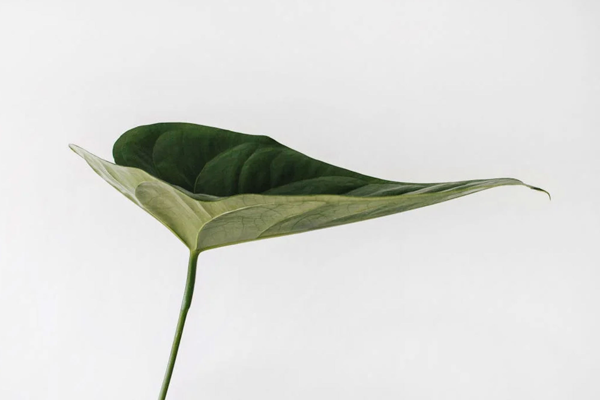 Minimalismo Archivos BareFootic